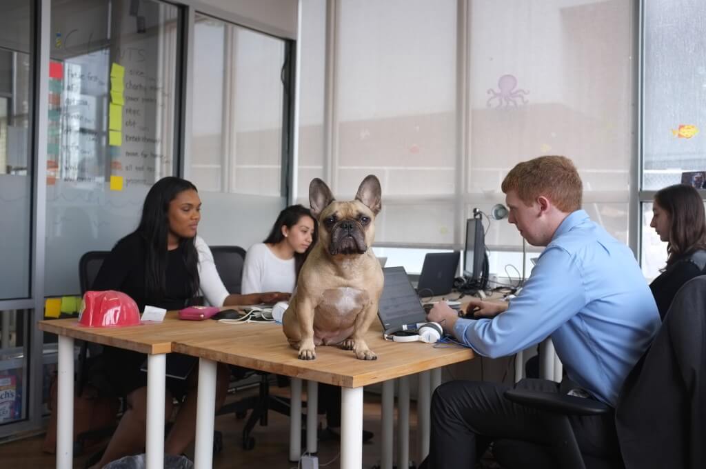 Office puppy